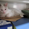 でっかい白猫「武蔵」男の子 サムネイル7