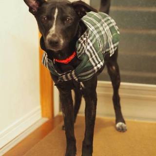 イケメンレビン里親さん募集