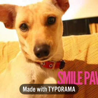 ヒナちゃん里親さん募集