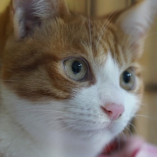 花丸元気な茶白のだい君