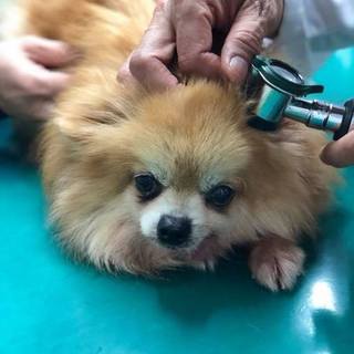 あさひちゃん里親募集