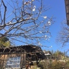 豆大福と桜餅