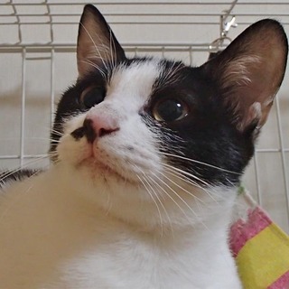 メイちゃんの家族はどこ？