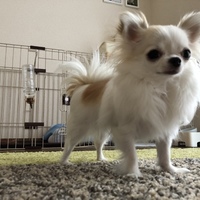 ひな