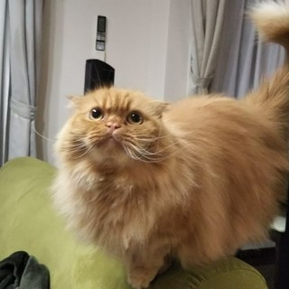 里親決定しました！ありがとうございました！