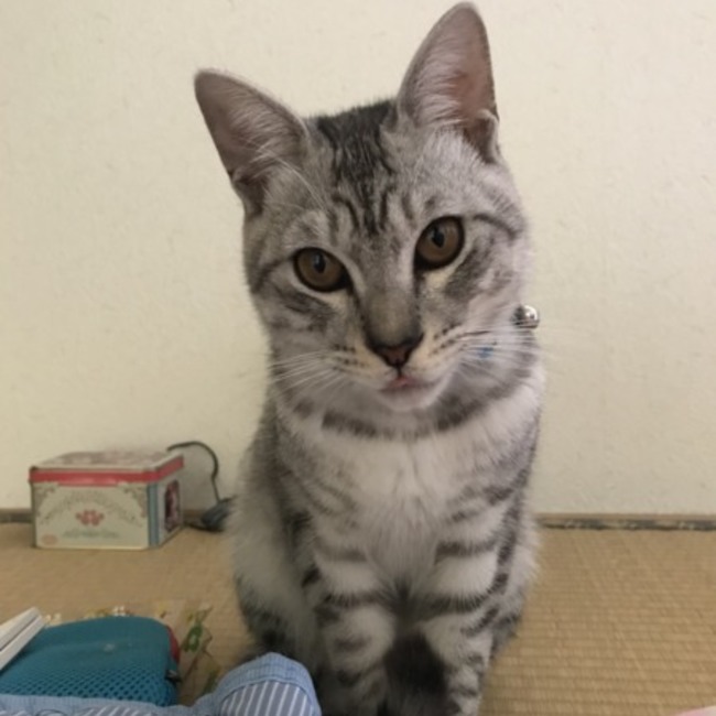 よっくん226のカバー写真