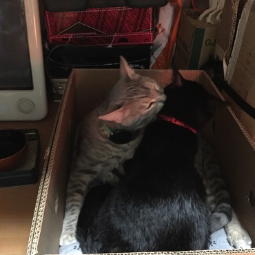 ベンくん子猫を離さない