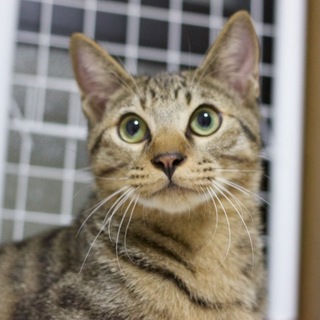 もうすぐ１歳のケイン君。