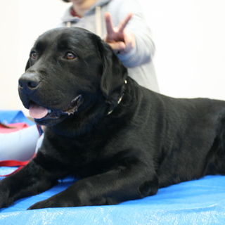 人と散歩が大好きなピースくんです