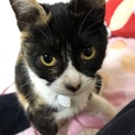 人懐っこい猫ちゃんメス