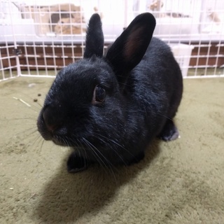 保護うさぎ ビビくん