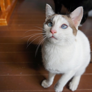 人大好ききょうだい・キロ