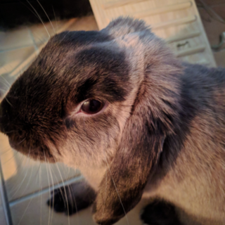 かわいいうさぎちゃんです