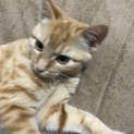 懐っこい子猫ちゃん