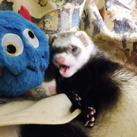 サラン