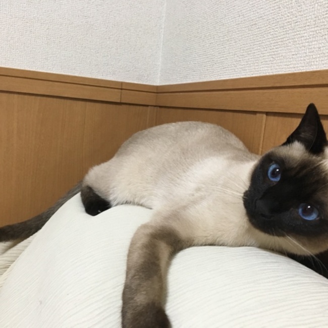 アクアのママのカバー写真