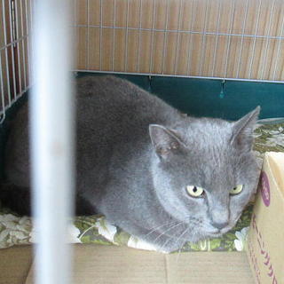 ロシアンブルーの大人しい猫です。