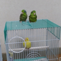 「あおば」サムネイル2