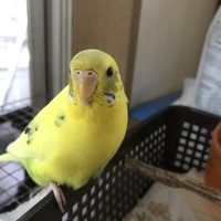 むぎ