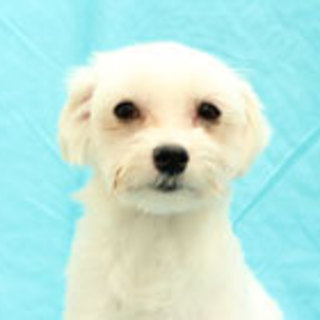 マルチーズの男の子です。