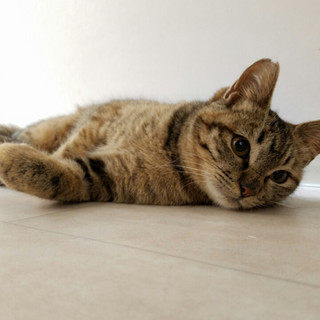 心優しい猫ちゃんです。