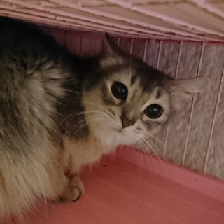 ソマリ☆エバちゃん☆女の子２歳