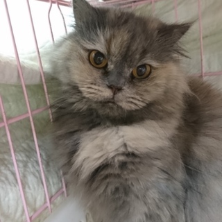 スコF☆よあけちゃん☆女の子・立耳・6歳・長毛