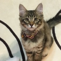 ちょこ