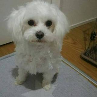 ボールが好きなマルチーズ1才男の子