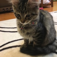 ちっぷ