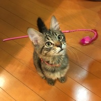 くっきー