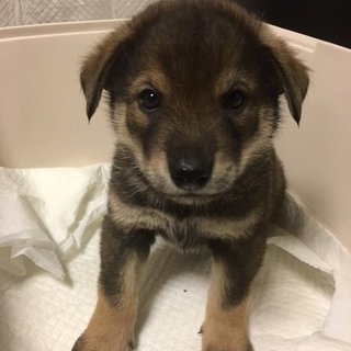 保健所からレスキューした子犬　黄