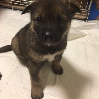 保健所からレスキューした子犬　ピンク