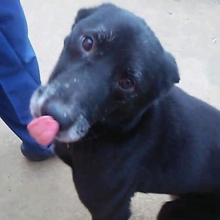 人間に裏切られました。でも人が好きです！