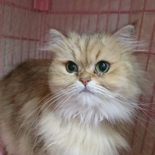 ペルシャ(チンチラ）☆チコちゃん☆女の子6歳