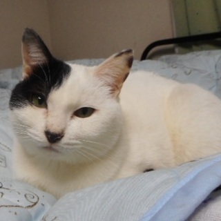 優しい猫です