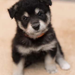 犬の親子／根付／ 2025年最新】Yahoo!オークション -根付 犬(東洋彫刻)の中古品