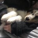 とても元気で活発な子犬ちゃん( ♀)です(^^)