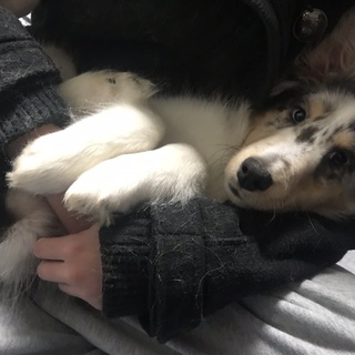 とても元気で活発な子犬ちゃん( ♀)です(^^)