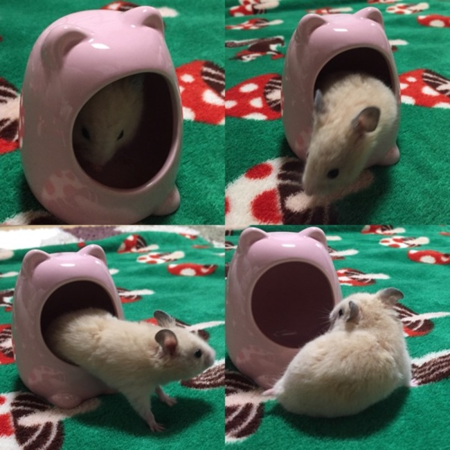 あかみうのカバー写真