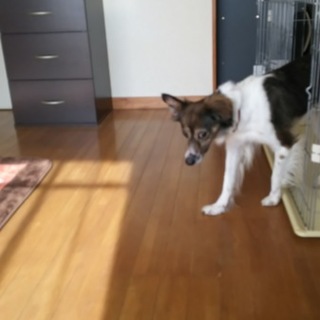 どなたかお願いします。