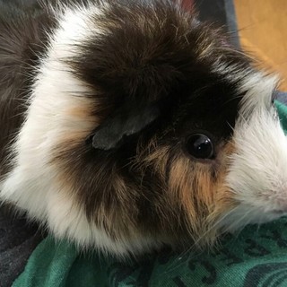 モルモット　男の子　巻き毛でかわいい