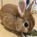 ネザーランドドワーフ(♂)3歳  里親募集中！