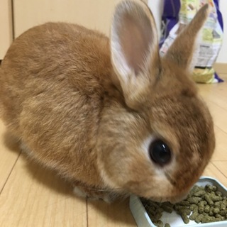 ネザーランドドワーフ(♂)3歳  里親募集中！