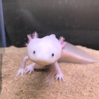 大切に育てていただける方