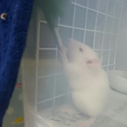 ラットちゃんをお譲りしていただきました。