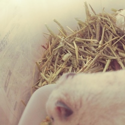 「本日の献立」サムネイル2