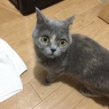 無事お家が決まりました。ありがとうございました。