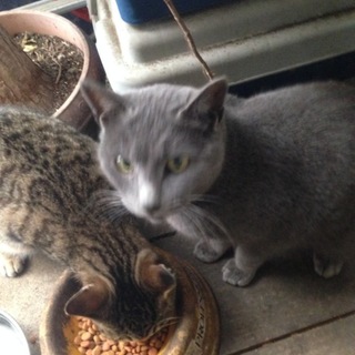 落ち着いて暮らせる家と優しい里親さん募集中