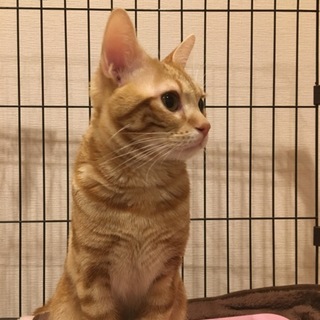 アメショのオス★ちゃたろう★(1歳)